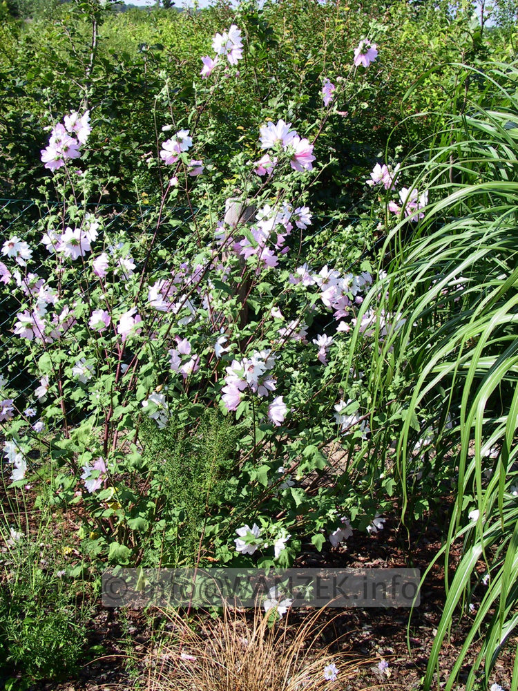 Lavatera thuringiaca Barnsley 03.jpg